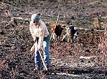 INDIGENAS SIEMBRAN EN PREDIO TOMADO.-