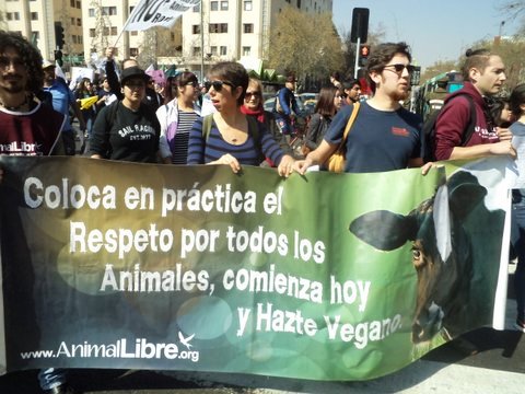 NO mas rodeos - NO mas maltrato animal