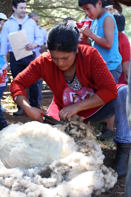 Muestra Costumbrista Mapuche de Trangol 
